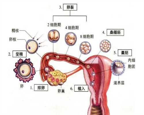 北京代孕包成功_排卵期体重为什么增加