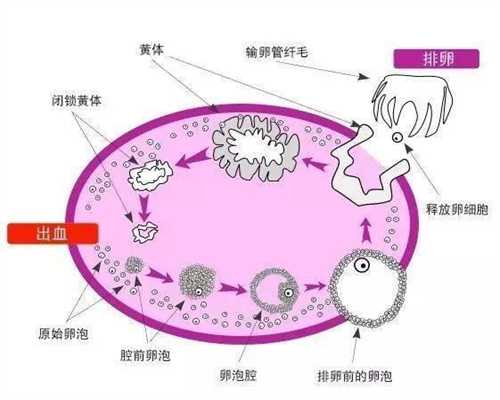 北京代孕男宝宝-哪家医院提供正规代孕_北京做三代试管婴儿医院有哪些？过程