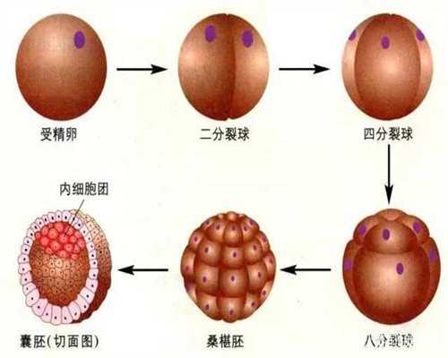 北京关于供卵的一些问题-全国有哪些代孕机构_北京试管婴儿医院/费用/成功率
