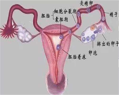 代孕移植是怎么做-北京合法代孕一般多少钱_北京十大月子中心排行榜一览表！